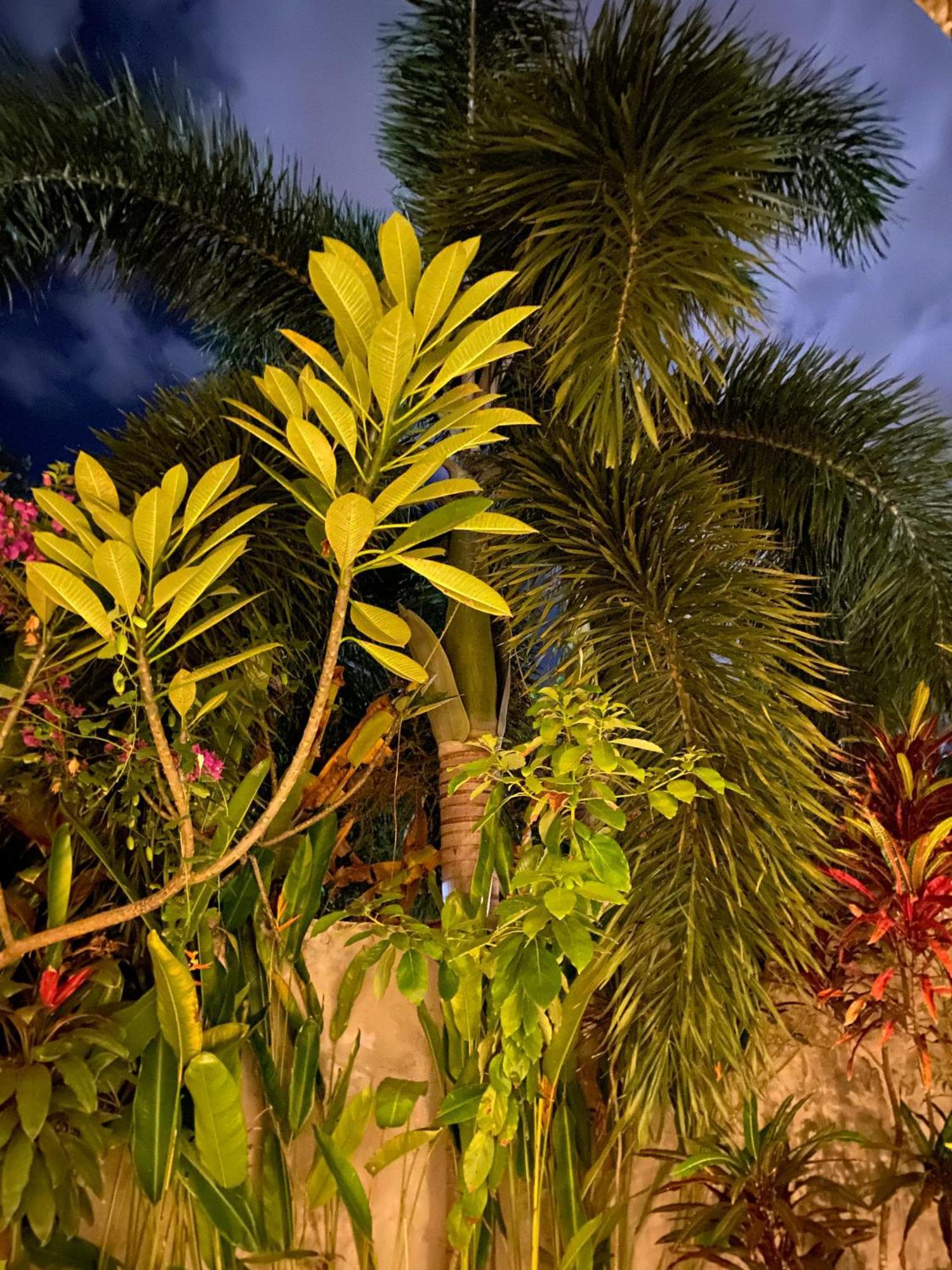 Palm