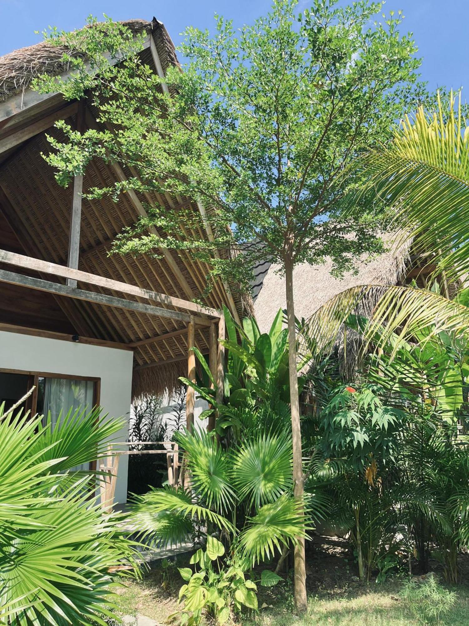 Palm